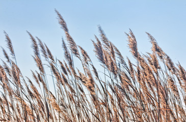 Fototapeta premium Marsh Grasses Blowing In Wind