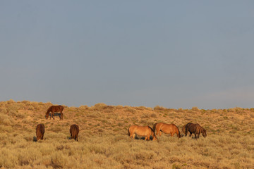 Herd of Wild Horses in Sand Wash Basin Colorado