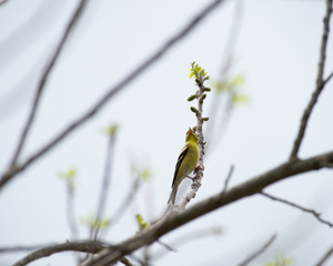 Kingbird