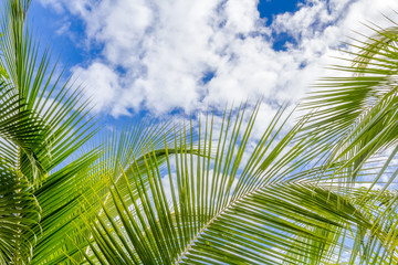palm leaves on blue sky