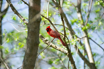 Male cardinal