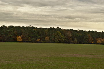 Fototapeta na wymiar Green field by the forest wall with dramatic cloudy gray sky. Autumn in the Poznań, Poland
