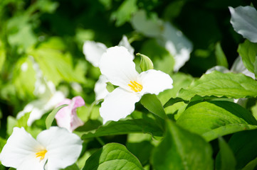 Trillium