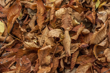 Natural autumn pattern background with dry and yellow foliage. Autumn leaves pattern. Selective focus. Top view