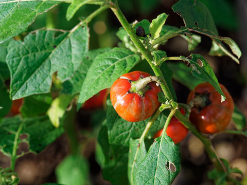 solanium aethiopicum - Fruits ronds, cotel&eacute;s et rouges de tomates africaines ou gilo