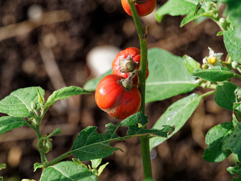 solanium aethiopicum - Fruits ronds, cotel&eacute;s et rouges de tomates africaines ou gilo