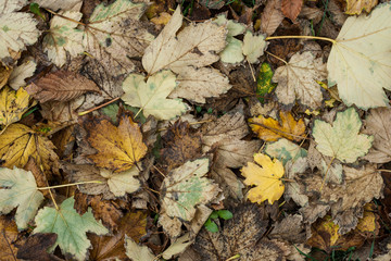 Natural autumn pattern background with dry and yellow foliage. Autumn leaves pattern. Selective focus. Top view