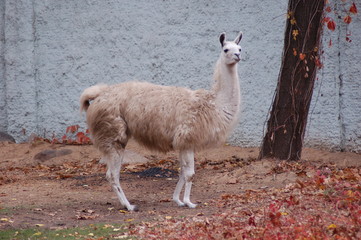 vicuna stands tall in front of the wall in the Moscow zoo