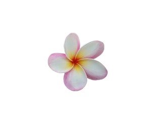 frangipani flower isolated on white background