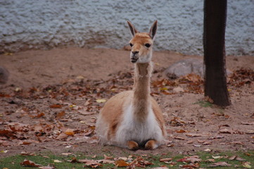 guanaco lies and is looking forward to the Moscow zoo