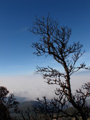 black branches on dark blue background in winter, Natural scenery on the hill in the morning.