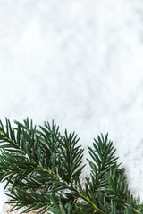 Snow and fir green as background Christmas, cinnamon sticks and dried clementines