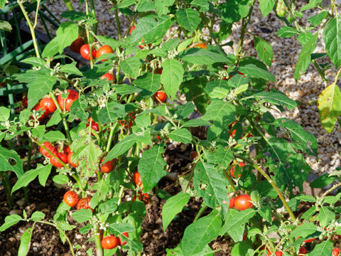 (Solanium aethiopicum)  Feuilles vertes et glauques de Gilo une vari&eacute;t&eacute; d'Aubergine de Centre Afrique, fruits rouges &agrave; maturation