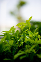 Young green leafy shoots of leaves Beautiful, beautiful natural concept