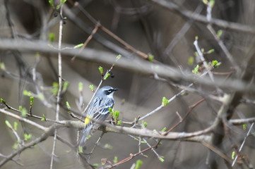 warbler