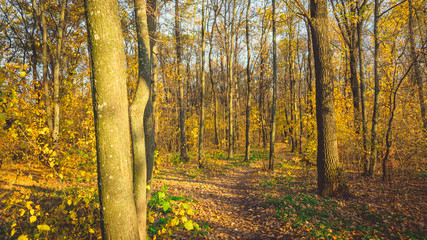 Obraz premium Park autumn trees and fallen autumn leaves in city park in autumn day. Autumn colorful landscape - autumn trees and orange fallen autumn leaves on the ground.