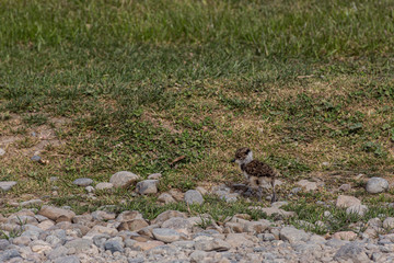 View of a little and young Southern lapwing (Tero) breeding on the grass