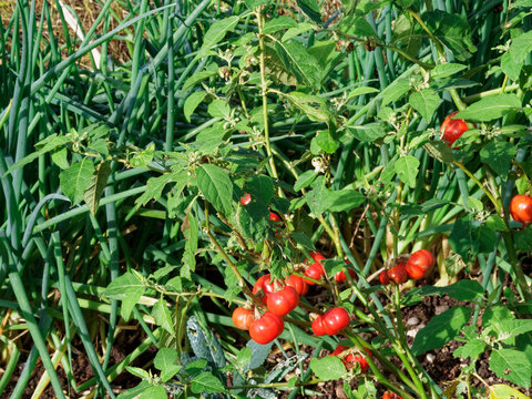 Fruits ronds, cotel&eacute;s et rouges de tomates africaines ou gilo (Solanium aethiopicum)