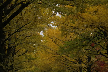 日本国北海道の秋の紅葉