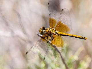 Yellow dragonfly