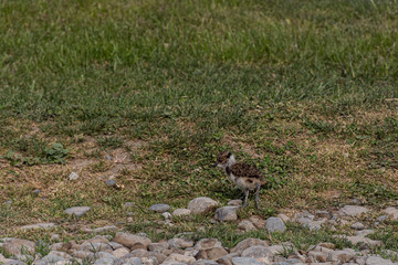 View of a little and young Southern lapwing (Tero) breeding on the grass