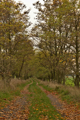 Fototapeta premium Path in a forest in the autumn with fallen golden leaves in sunny day