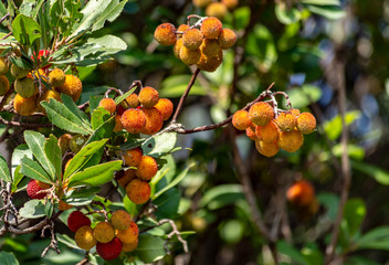 Rowan fruit wild