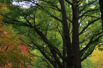 日本国北海道の秋の紅葉