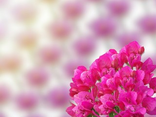 pink flowers on a background of blue sky