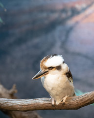 kookaburra