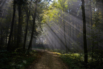 Rays of light In the colorful Forrest in autumn