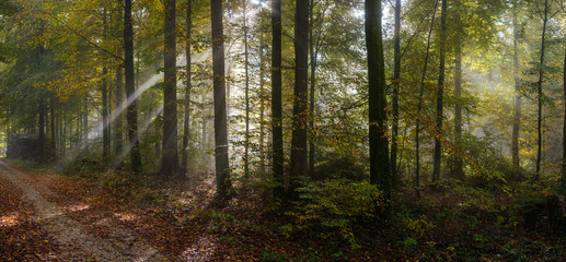 Fototapeta na wymiar Rays of light In the colorful Forrest in autumn