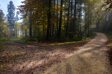 Obraz premium Bifurcation of a footpath in the autumn forrest