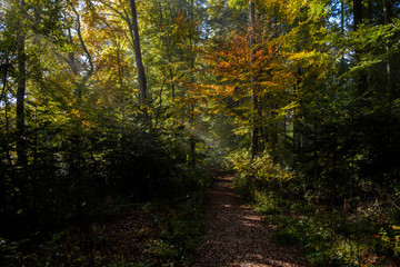 Obraz premium Rays of light In the a colorful Forrest in autumn