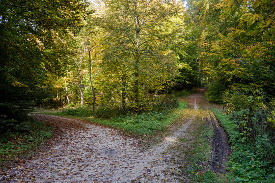 Bifurcation of a footpath in the autumn forrest