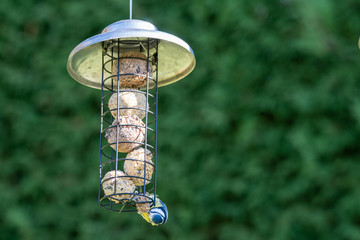 Vogelfütterung Blaumeise  
