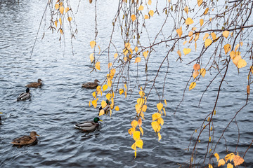 yellow leaves of birch tree over pond with ducks