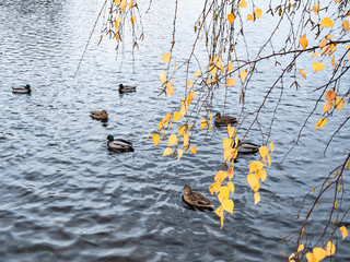 yellow leaves over pond with ducks on autumn day
