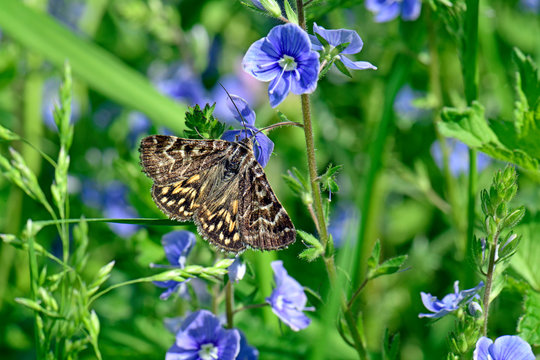 Scheck-Tageule (Euclidia mi) - Mother Shipton moth