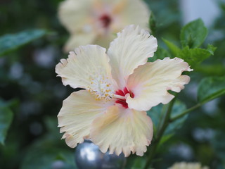 flower in the garden