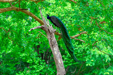 peocock on a tree