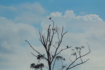 Naked tree with a bird on it