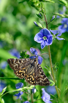 Scheck-Tageule (Euclidia mi) - Mother Shipton moth