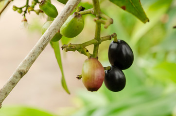 Ripe And Unripe Jamun Fruits