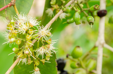 Blooming Jamun Branch