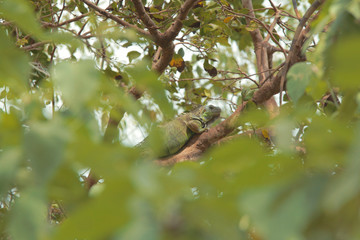 iguana on a branch