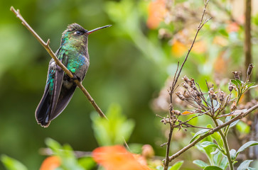 Search photos hummingbird
