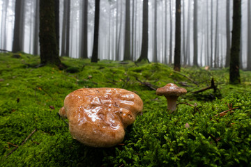 junger und alter Schleimkopf
