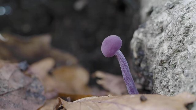 Amethyst Deceiver in leaf litter on the forest floor