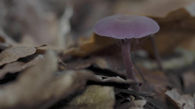 Amethyst Deceiver in the leaf litter on the forest floor